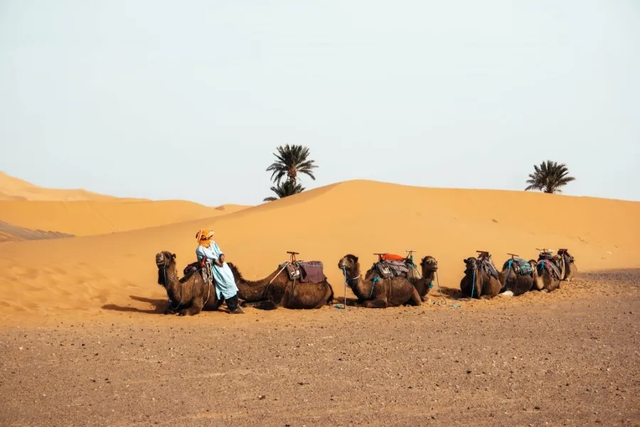 The Ultimate 2026 Guide to Sahara Desert Trips from Marrakech A Deep Dive into the Sands of Time