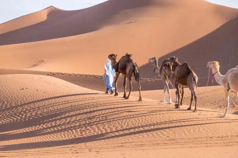 A man walks alongside camels in a vast desert, with a luxury desert camp visible in the background.
